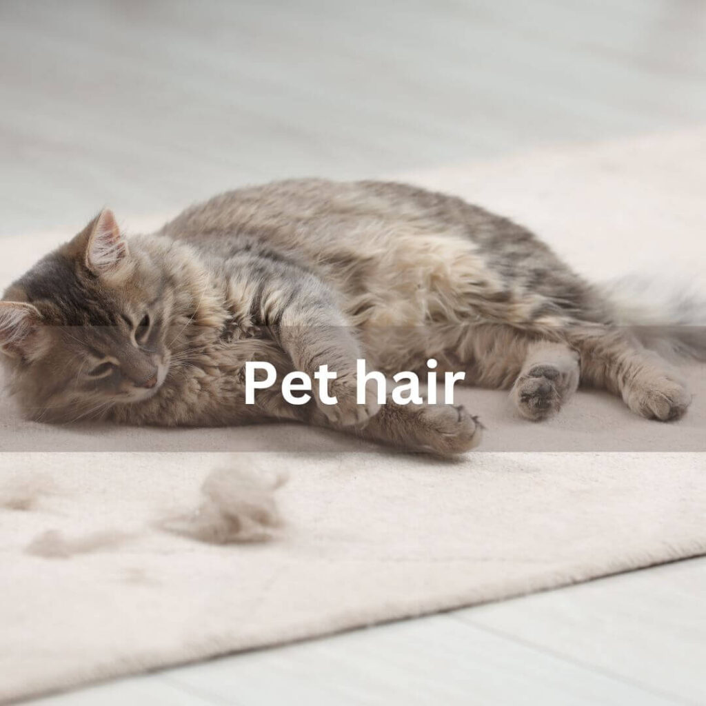 Hairs of your pet at carpet