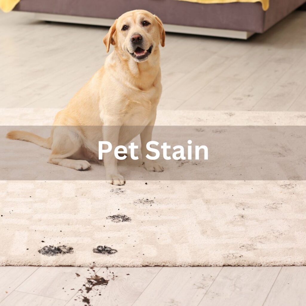 A dog on a carpet that has visible stains