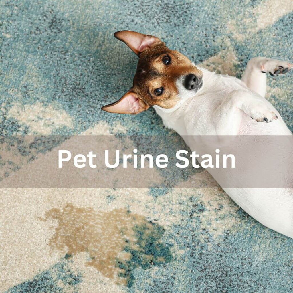 Stubborn stains on carpet that pet owners' face