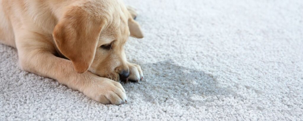 emphasizing the importance of pet urine damage treatment